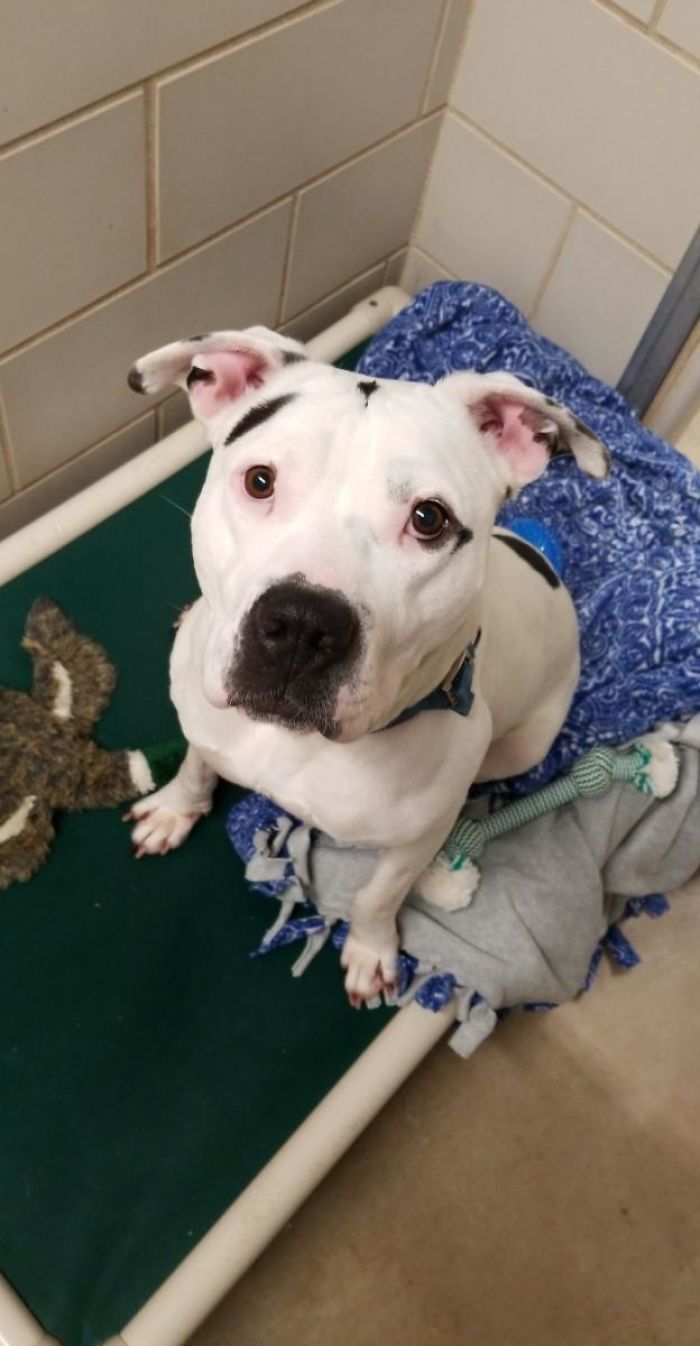 Me: "We Don't Have Room For Any More Dogs" Sister: *sends This Pic From The Shelter* Me: "Ok Maybe One More Dog" Everyone Say Hi To Gemma