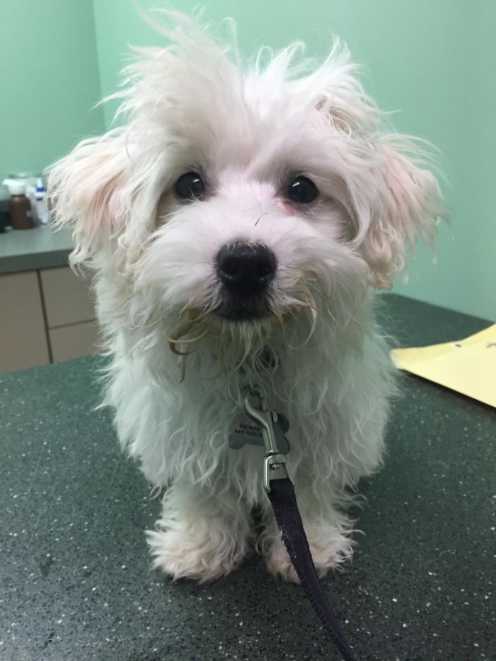 This Is My Rescue Dog At The Vet Right After Being Freed From The Puppy Mill