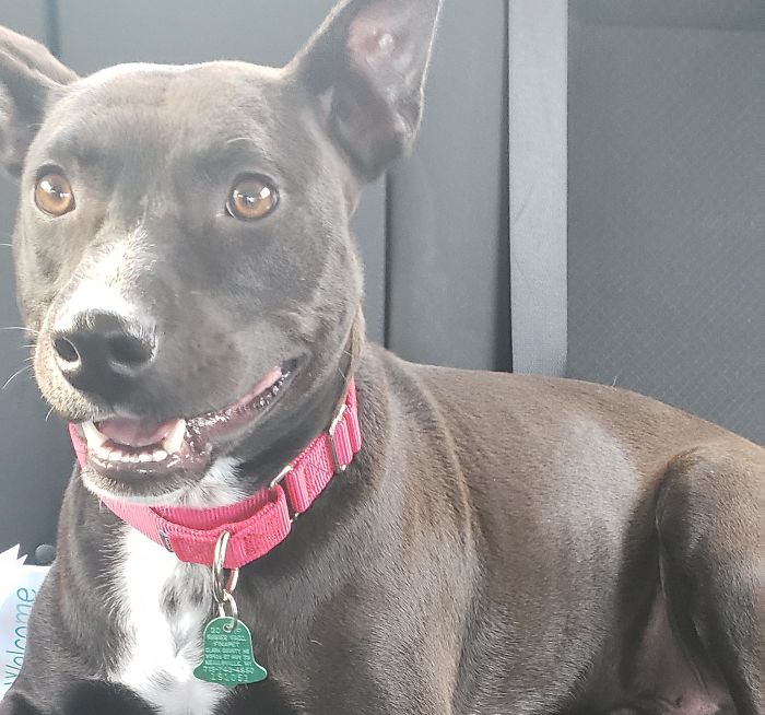 Adopted This Handsome Good Boy Yesterday! Meet Spock!