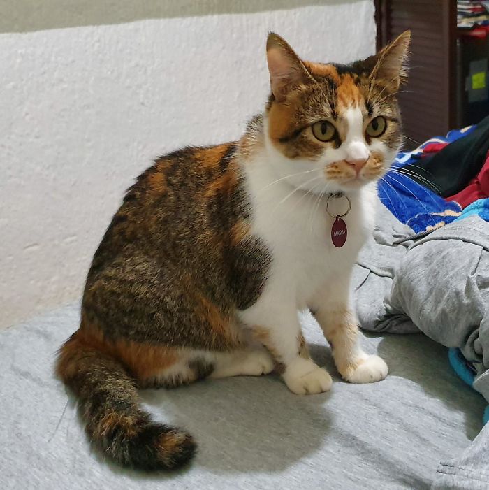 After Months Of Living In The Streets And Being Bullied By Other Cats, I Rescued Masha. She Is Now A Happy Indoors Cat