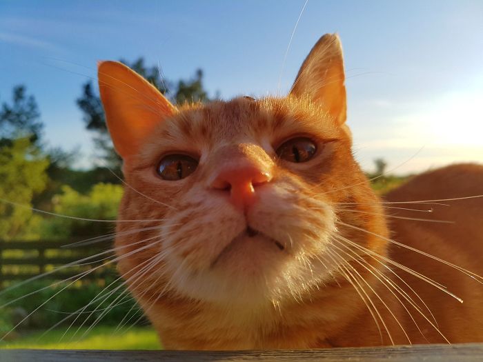 Neighbors Abandoned Him When They Moved, He's Now My Best Friend. Say Hi To Mister Meow