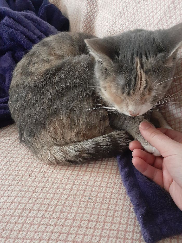 My First Pet At 29. I Just Want To Give Her Everything She'll Ever Want.