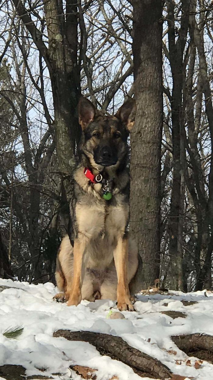 Surrendered For Adoption 5 Times Because Of Too Much Energy, I Present Kadie: Destroyer Of Basketballs