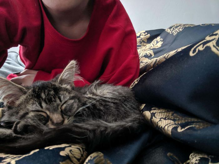 Yesterday I Made A Spur Of The Moment Decision And Adopted Clover. Here Is A Picture Of Her First Purr