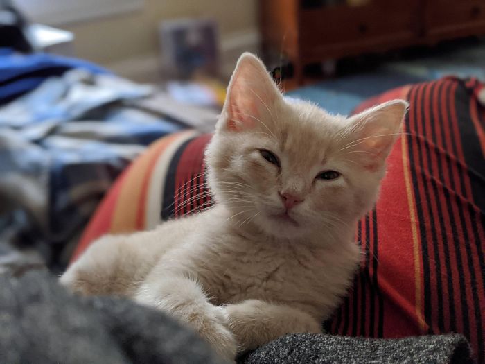 Meet Potato! Woke Up And Didn't Know I Was Going Home With A Kitten Today