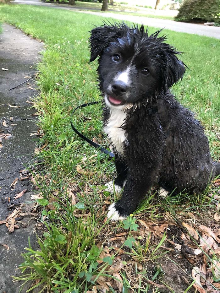 After 27 Years Of Being A Cat Person, I Adopted Lou. Best Decision. My Heart Is Full