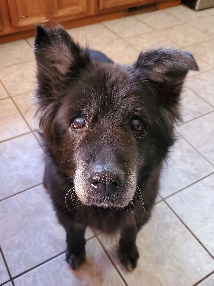 Meet Our Newest Rescue Pup: Beatrice!