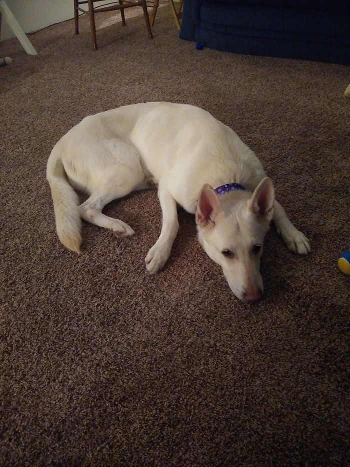 We Just Rescued This Pretty Lady From The Shelter