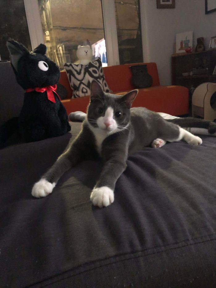 Two Weeks After Being Rescued, Pickle Has Made Himself At Home!