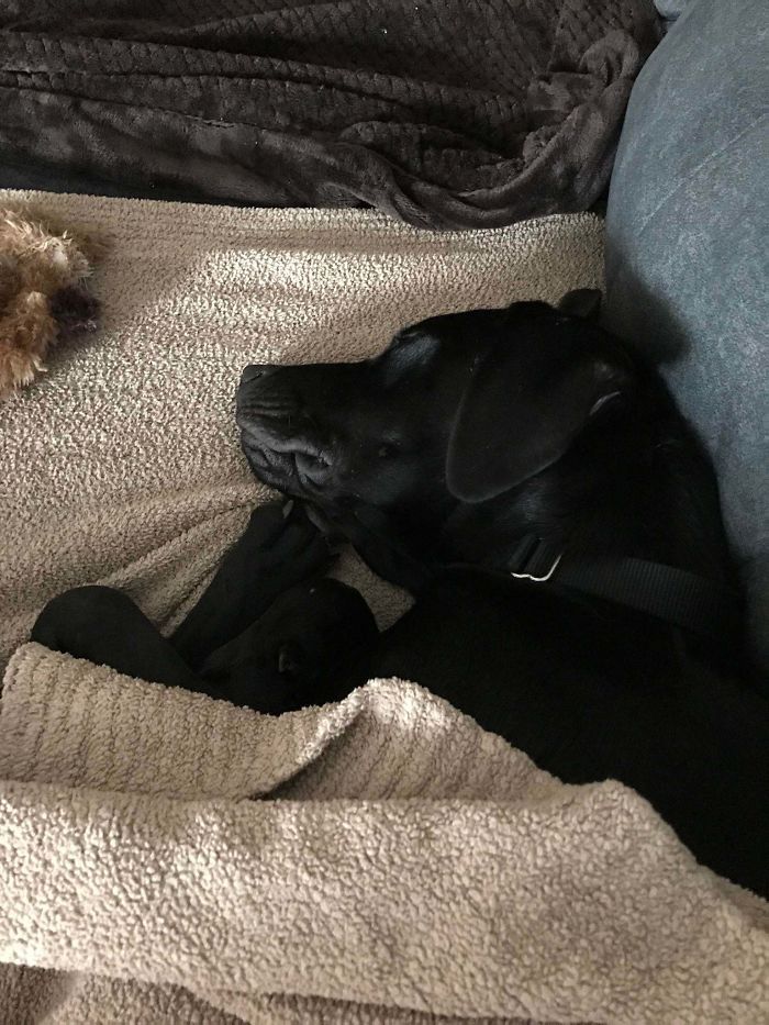 This Is My Rescue, Jed. Thought I Could Go To A Shelter And Just Play With A Dog And Be On My Way. He Was The First And Only Dog I Met That Day. Found In Arkansas At About 6 Months Old, Somehow Managed To Make His Way Into My Heart (And Every Other Aspect Of My Life).