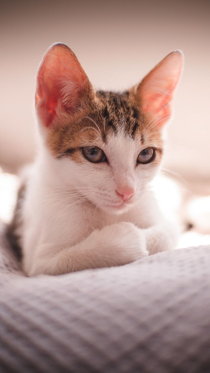 Meet Freddie, New Rescued Family Member