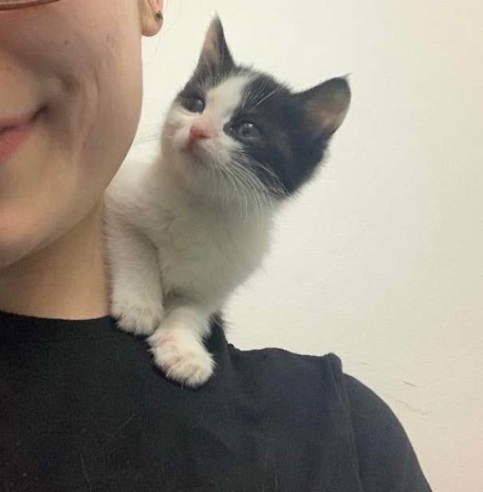 Counting Down The Hours Until I Can Officially Adopt This Little Guy And Bring Him Home. So Excited!