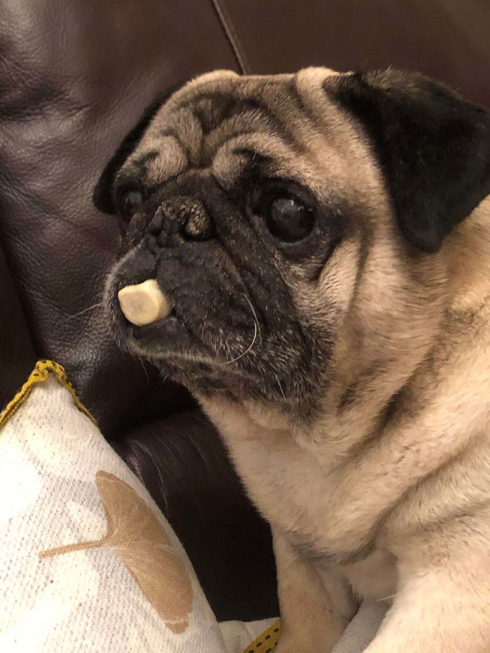 We Rescued Frank From A Local Breeder Who Was “Done” With Him And His Lack Of Teeth Means He Sucks On His Treats Til They’re Soft Enough For Him To Chew With The Few Teeth He Has Left! He Has A New Very Happy Life.