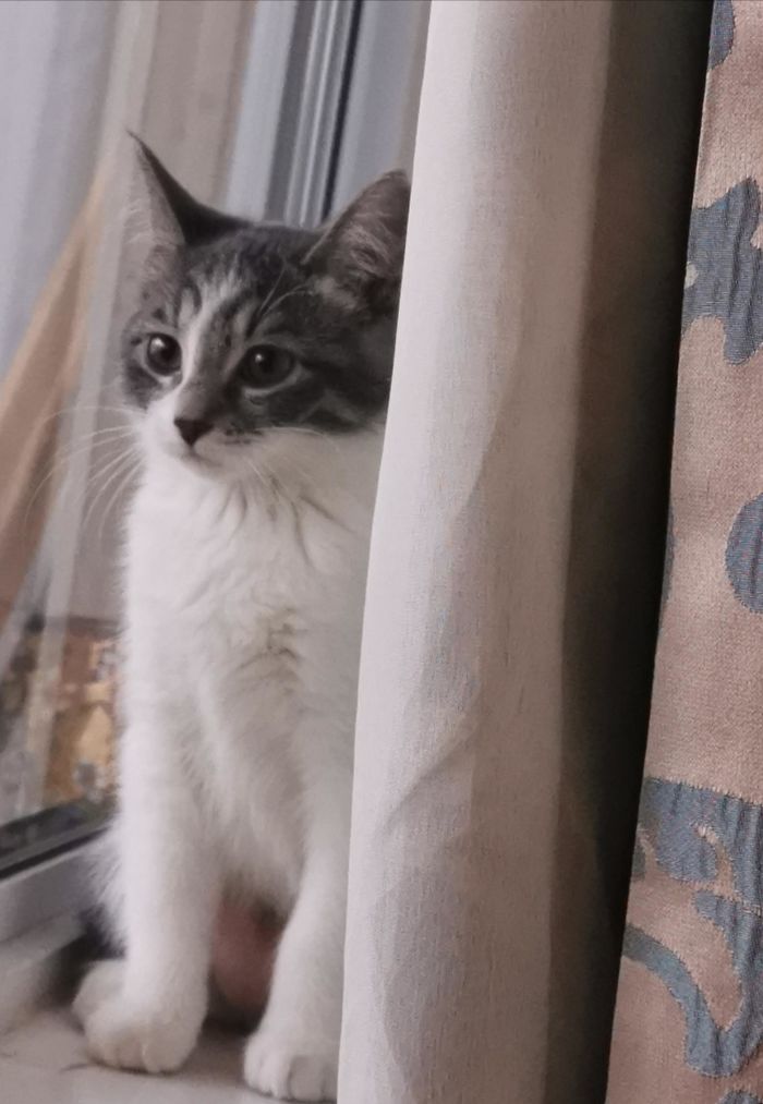 I Just Brought Home A Kitten From A Rescue Shelter- I Know Nothing About Cats -But I Already Love Her- Everyone Meet Jo-Jo!!!