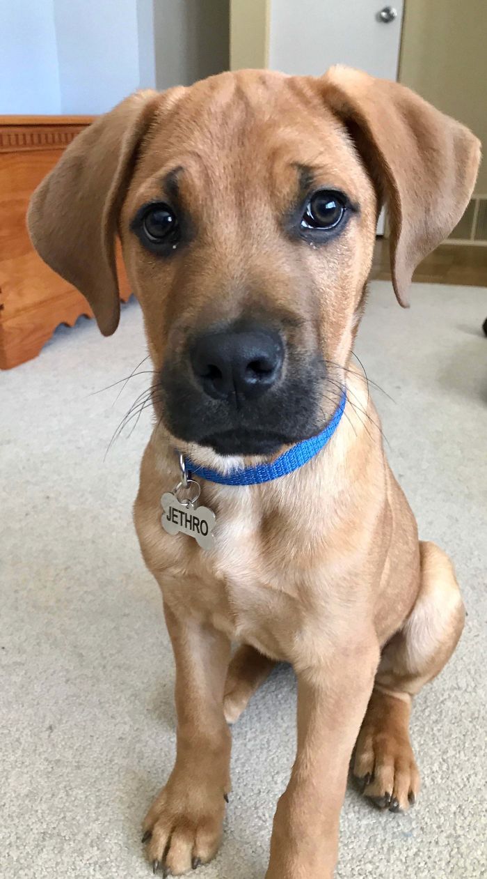 We Rescued Jethro A Couple Of Weeks Ago. He Seems Proud Of His New Tag.