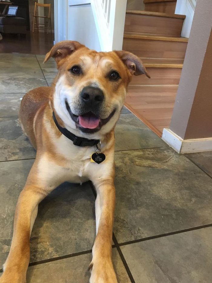 Meet Scout. Adopted Today From A Rescue Shelter.