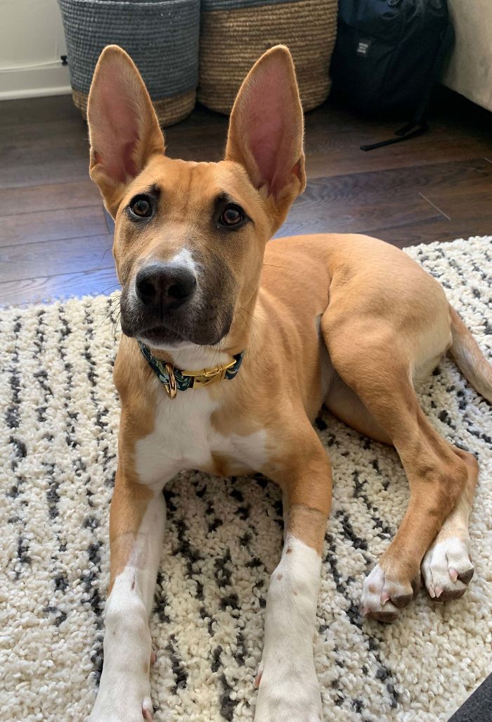 Our Baby Girl, Stevie Licks, The Day We Rescued Her. She's A Great Listener When She Wants To Be...