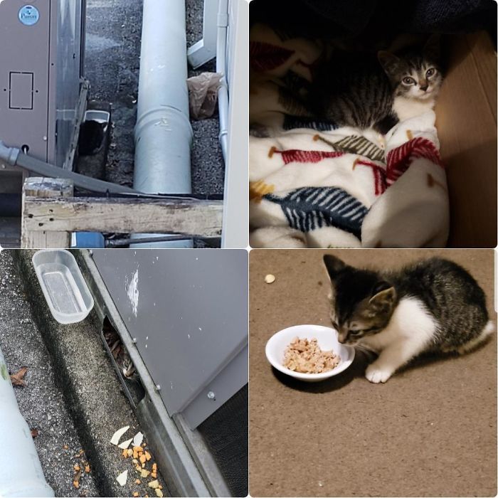 New Years Eve Me And My Girlfriend Rescued A Kitten That Was Hiding In An Air Conditioning Vent Outside My Work.