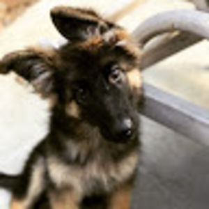 thesacredbluewolf avatar