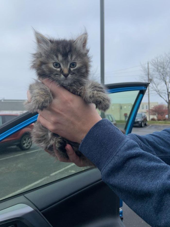 My Parents Adopted This Little Kitten For The New Year