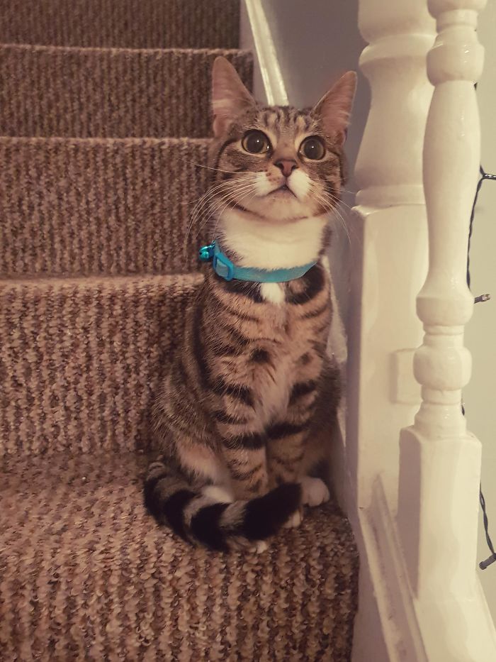 Hey Guys, I'm Xena! I Got Adopted Today!