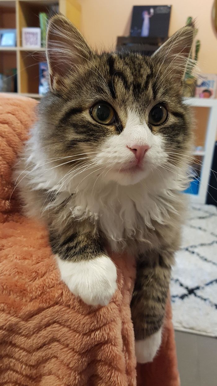 Adopted This Cutie From The Shelter Yesterday. World, Meet Frankie!