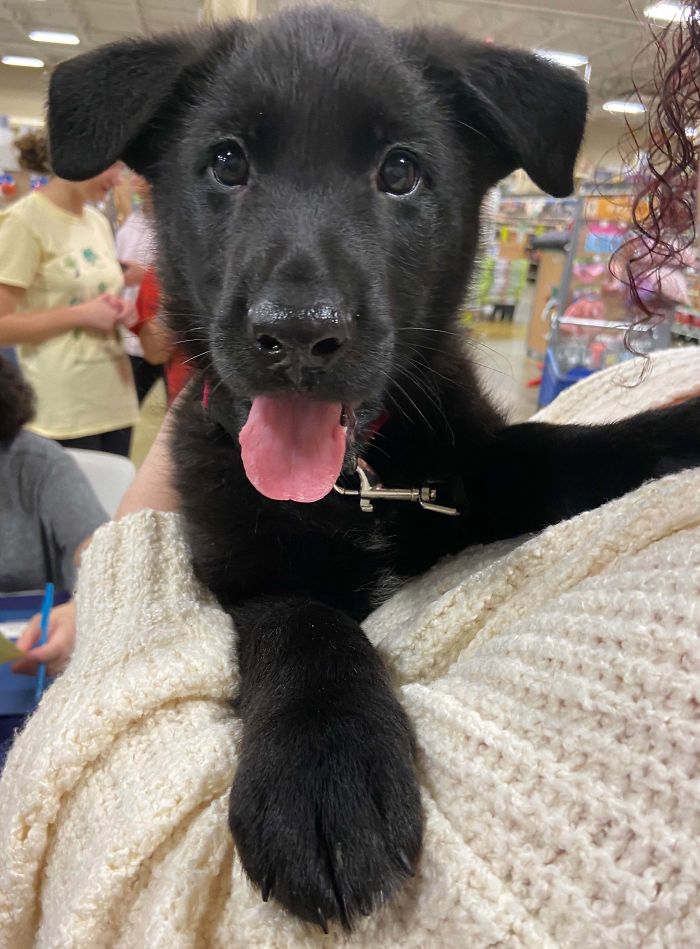 Happy Adoption Day Nitro!