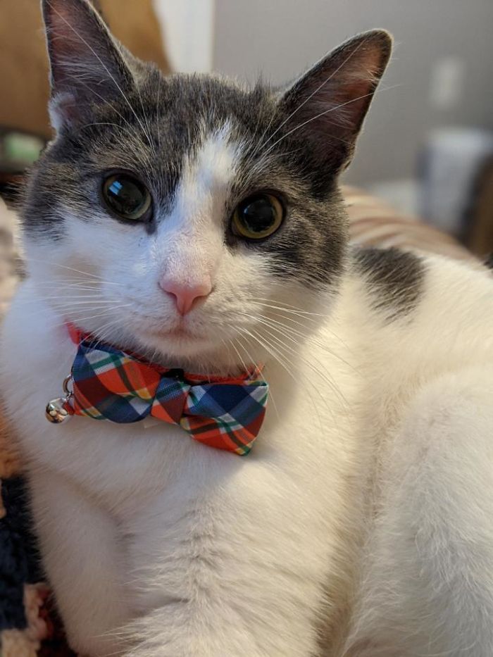 Adopted This Beauty From The Human Society Today