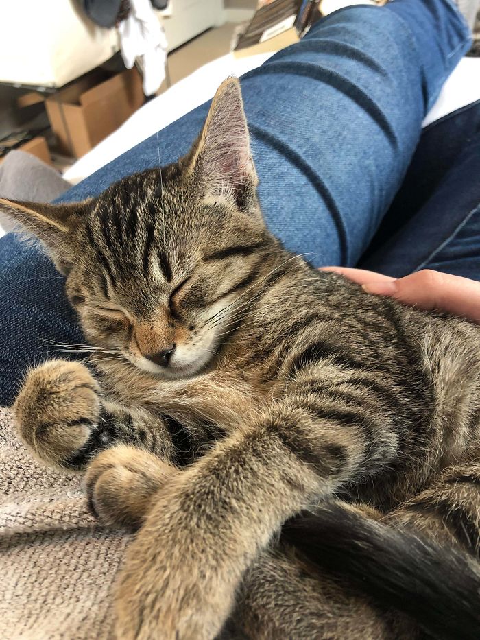 I Adopted This Girl Yesterday. It Took A Few Hours But I Think We Will Be Friends!