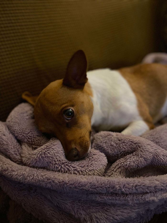 Can You Believe He Was Free At The Shelter? What An Angel Baby. Adopt Don’t Shop!