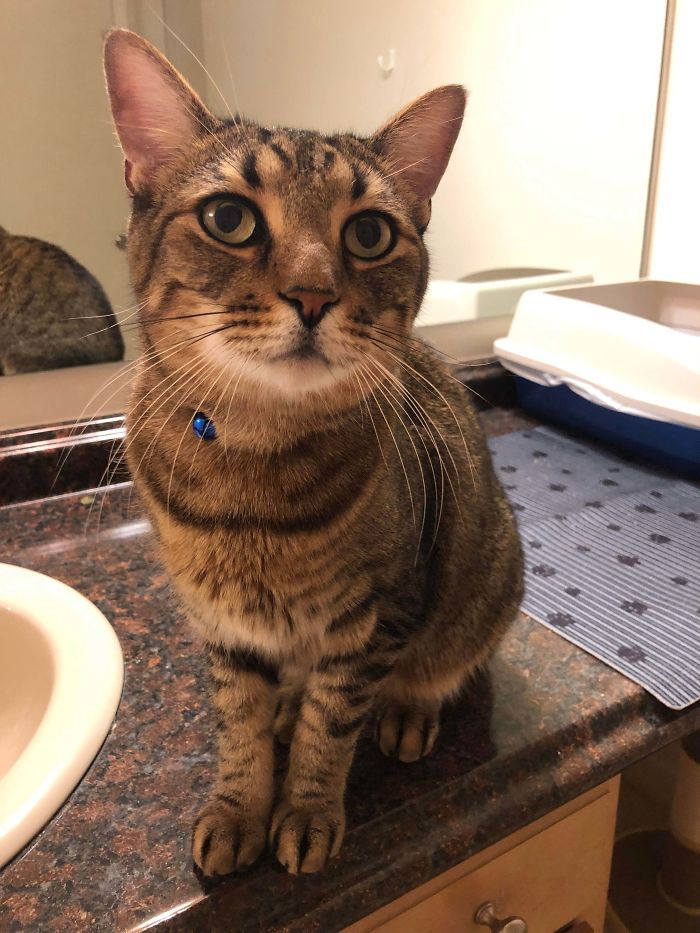 I Adopted A Handsome Boy Last Night. Meet Griffin!