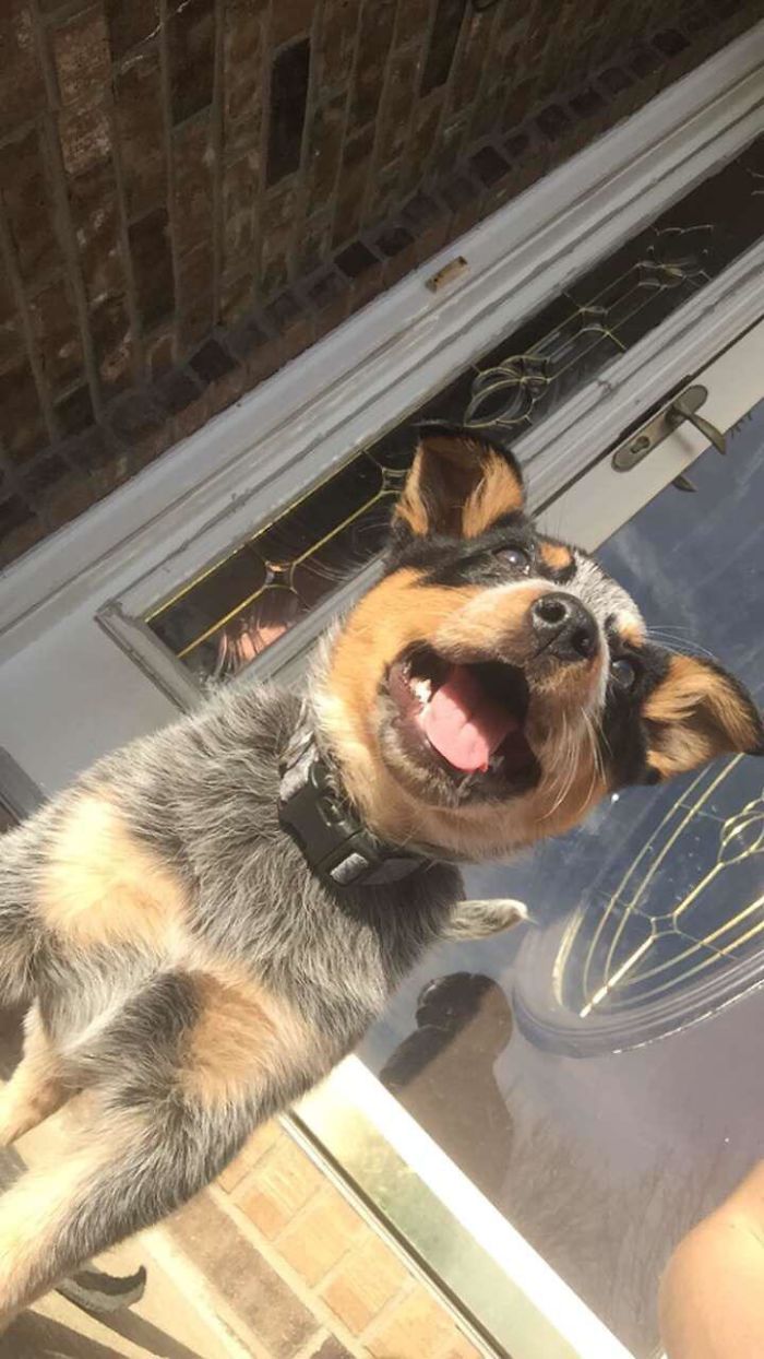 Adopted 2 Days Ago And Look How Happy Masha Is