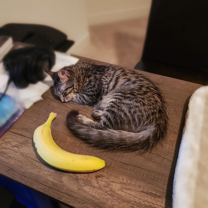 BF Adopted A Rescued Kitten. Banana For Scale