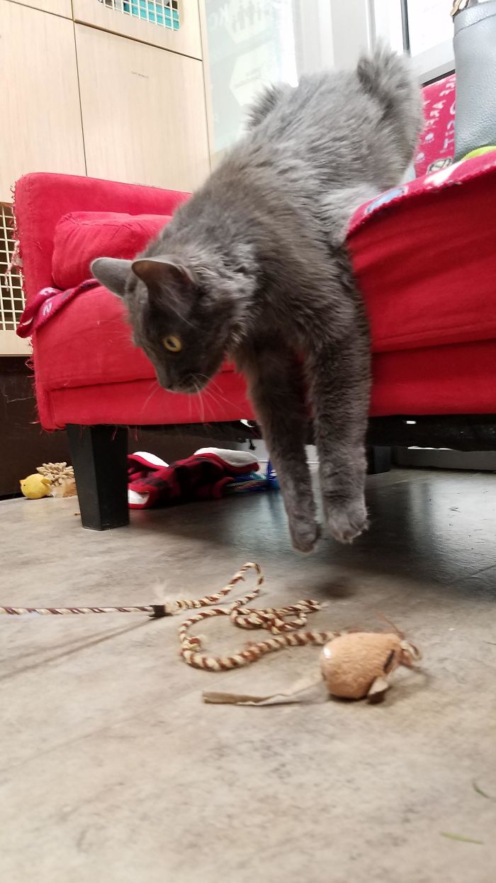 Adopted Draco An Hour Ago. He Was The First Cat I Looked At