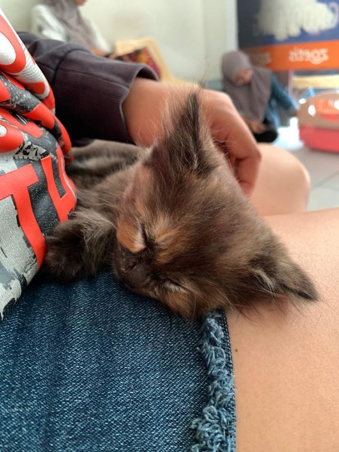 Me And My Girlfriend Finally Adopted A Kitten, Meet Kit-Kat!