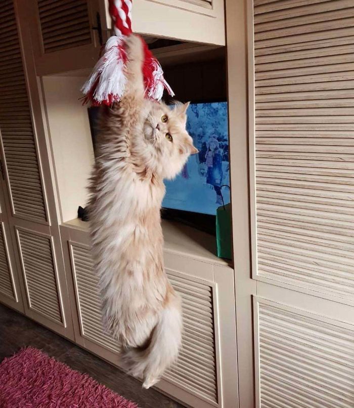 Adopted Her Yesterday,she Loves To Play!