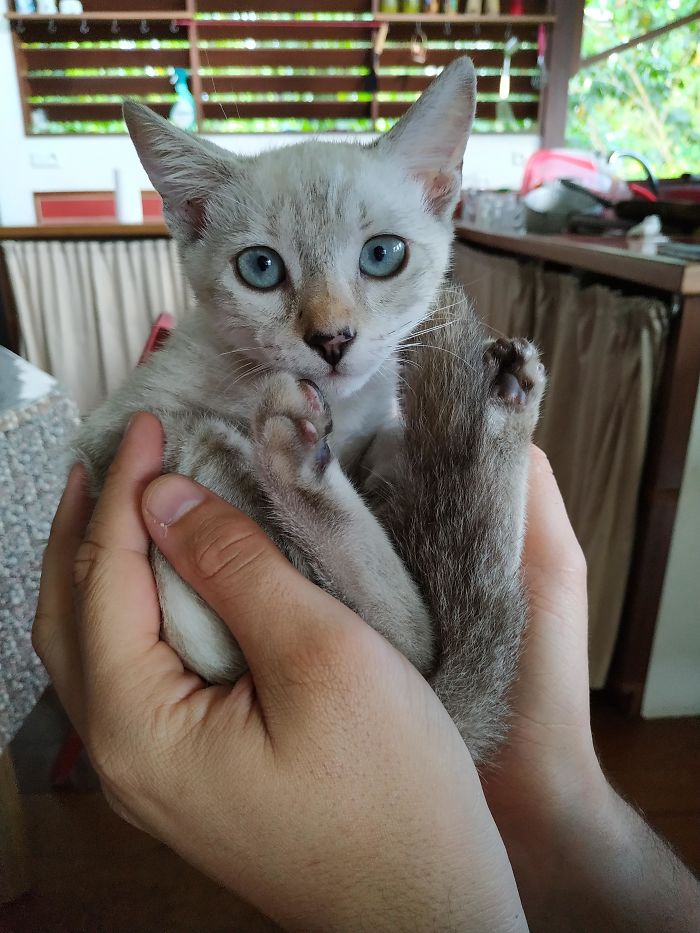 I Found Her At School Two Weeks Ago And My Students Decided To Name Her Típex. I Finally Adopted Her Today! :)