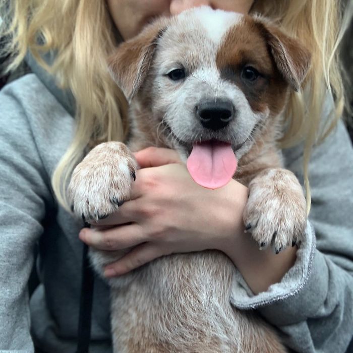 Adopted This Little Monster Yesterday. Best Decision Ever!