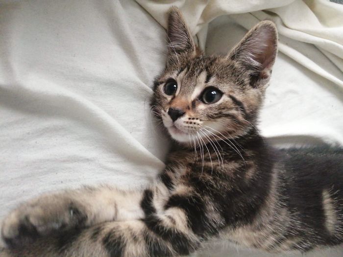 My Sweetie, Week After Adoption