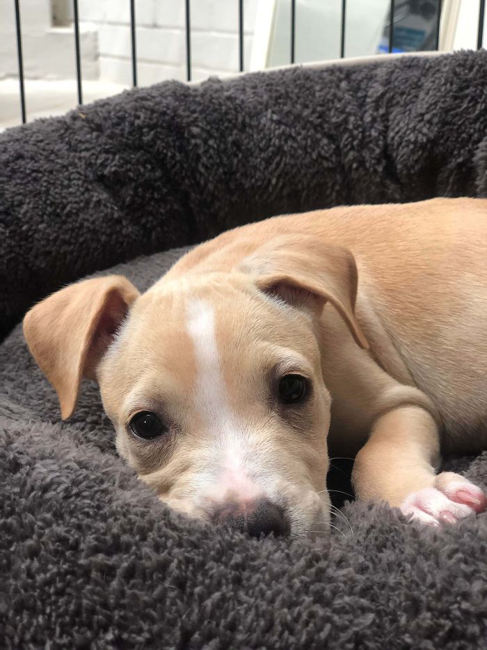 This Is Crumpet. We Just Adopted Him Today