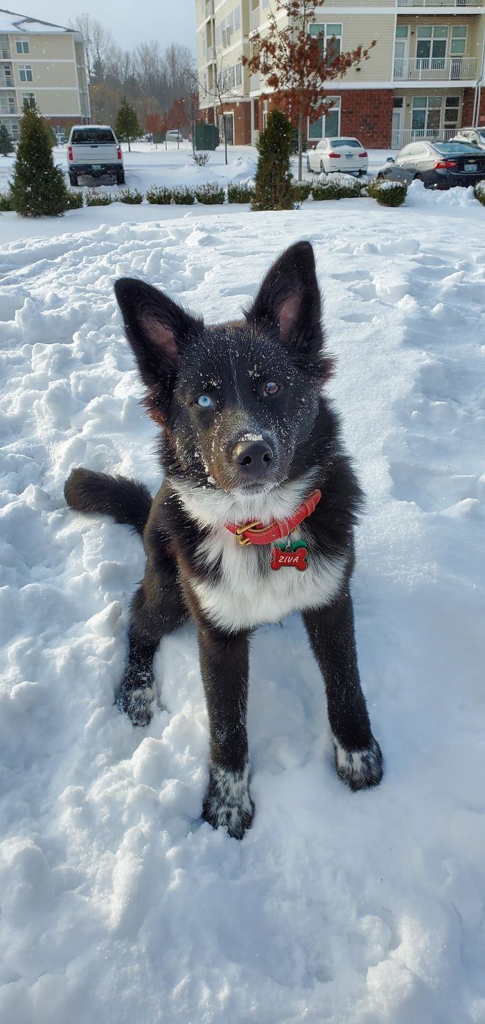 New Adopted Puppy Won't Stop Playing