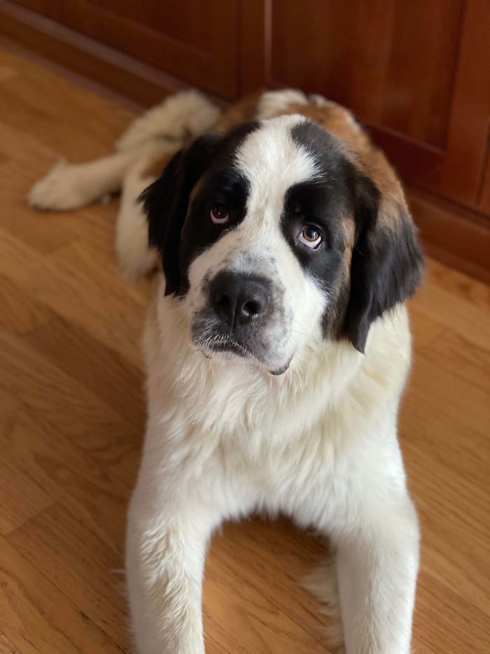 Just Adopted This Beautiful Girl From A Local Rescue, She Likes To Lay In People’s Laps Despite Weighing Over 100 Lbs