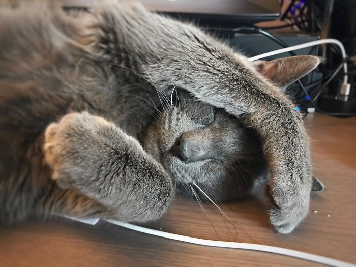 Adopted This 11 Year Old Diabetic, Asthmatic Boy On Christmas Eve. I’d Say He Is Settling In Nicely.