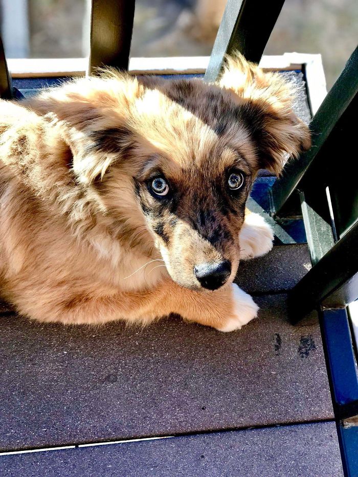My Sister Just Adopted This Pup. Her Name Is Cookie. She’s Extremely Afraid Of Humans And Will Stare You Down With Her Cute Eyes