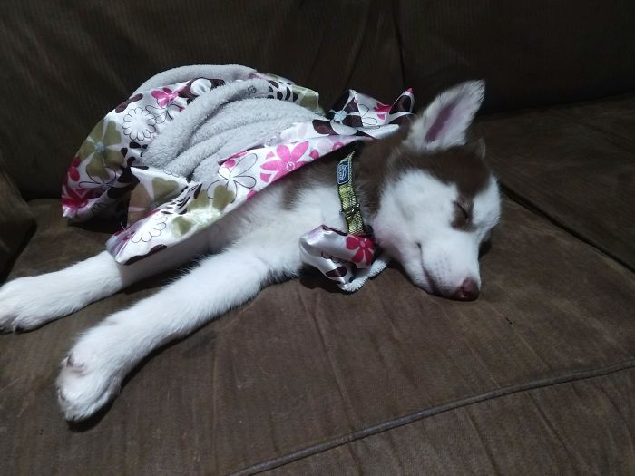 Just Adopted This Bundle Of Love This Morning. My Daughter Wrapped The Blanket Around Him, So That He Could Have A Comfy Nap Time. Fenrir Is Such A Wonderful Addition To The Family!