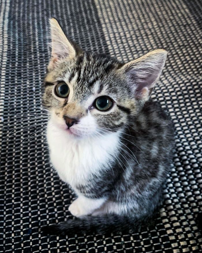 Just Adopted This Beautiful Tabby Cat. We Named Her Delilah