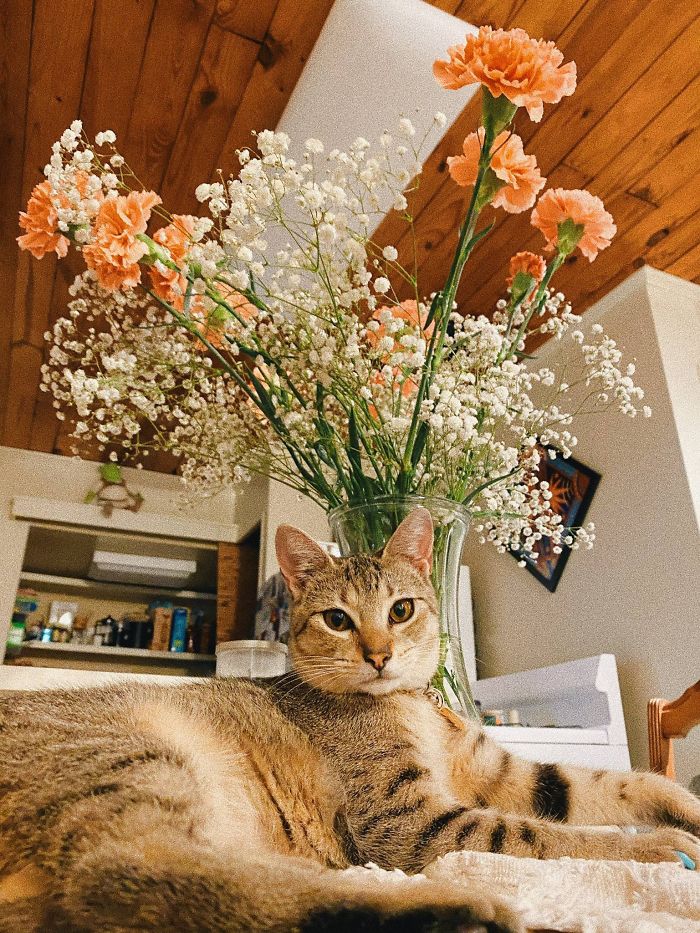 Meet Millie! Adopted Her From The Shelter This Month.