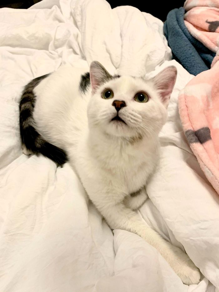 I Adopted My First Cat Ever Today. She’s About 6 Months Old And So Sweet. Meet Willow!