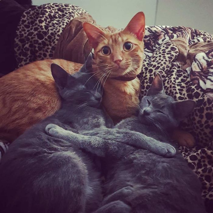 We Adopted A Pair Of Kittens. Our Ginger Approves