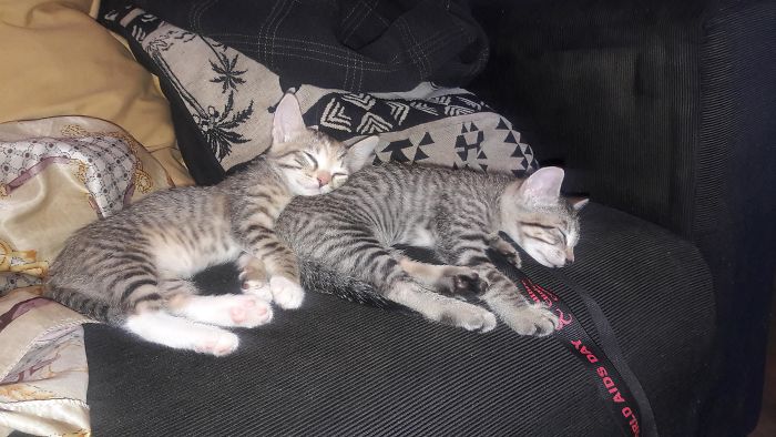 Adopted Two Beautiful Egyptian Mau's Today!